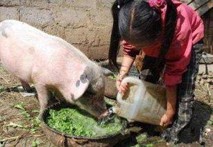 猪吃田瓜图片  第1张