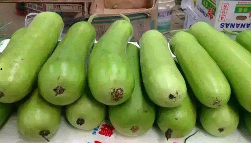 新鲜蒲瓜瓠瓜怎么吃,探索新鲜蒲瓜瓠瓜的多彩吃法  第3张