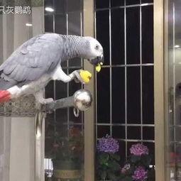 带你吃瓜之鹦鹉