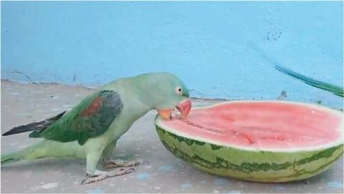 带你吃瓜之鹦鹉  第2张