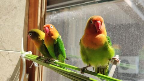 带你吃瓜之鹦鹉  第3张