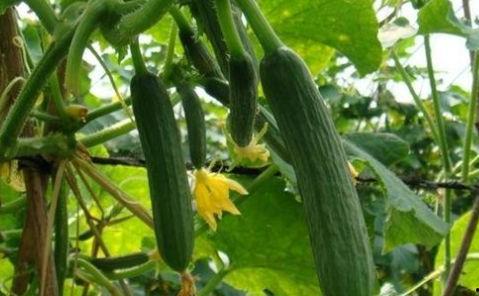 跟好朋友吃瓜  第3张