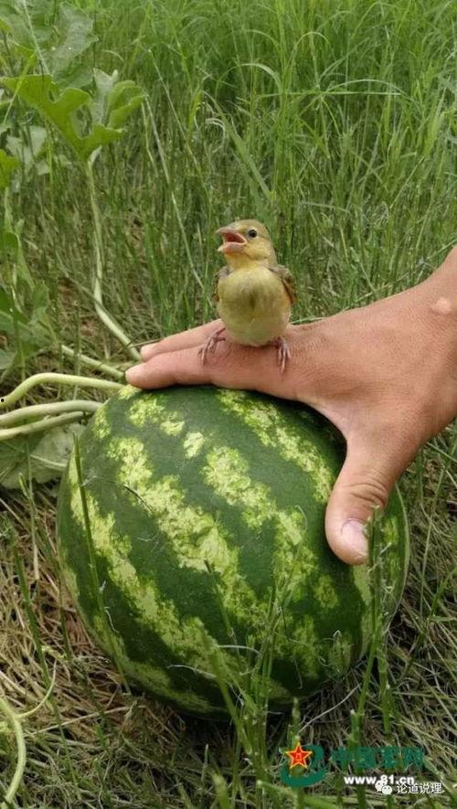 刘大瓜吃鹅头,舌尖上的勇气与美味  第3张