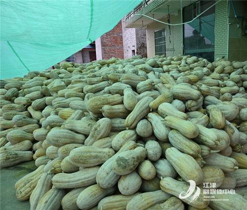 桥瓜可以吃吗,揭秘其食用价值与烹饪技巧  第3张