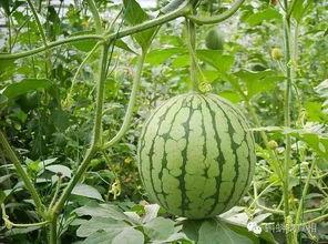 吃瓜方式大盘点  第3张